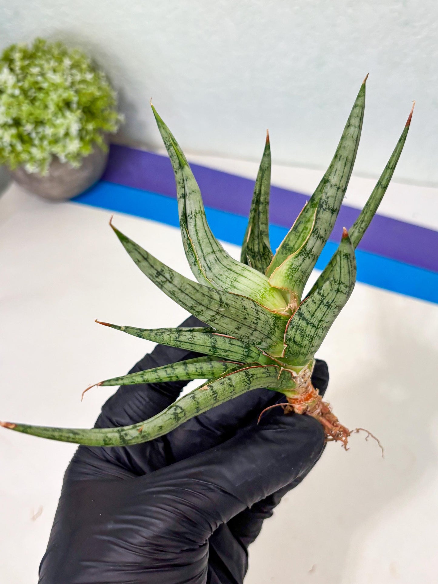 Sansevieria Rudal (Ha5) (7) | Rare Collection