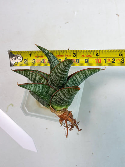 Sansevieria Samosir (Ha5) (9) | Rare Collection