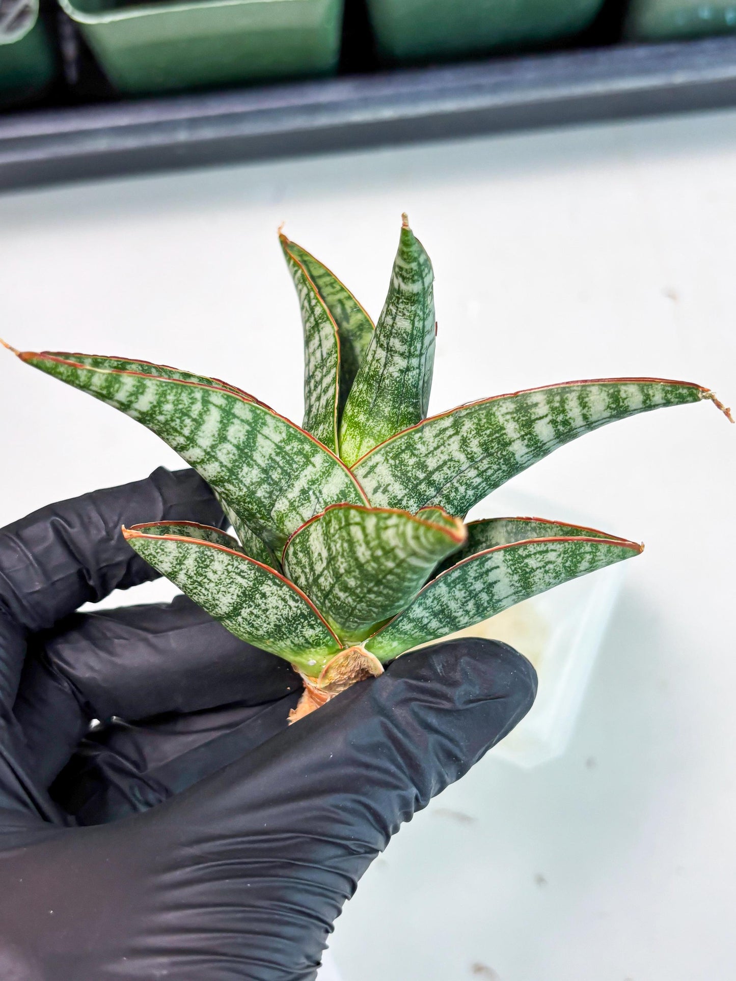 Sansevieria Samosir (Ha5) (9) | Rare Collection