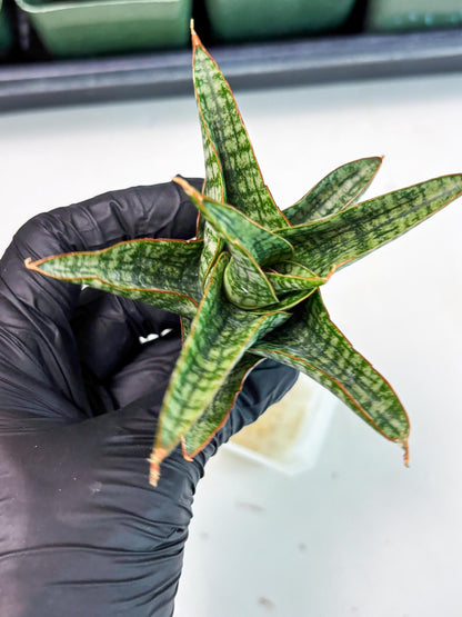 Sansevieria Samosir (Ha5) (9) | Rare Collection