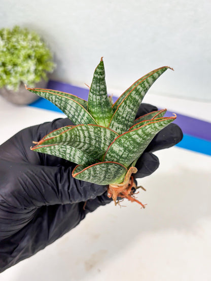 Sansevieria Samosir (Ha5) (9) | Rare Collection
