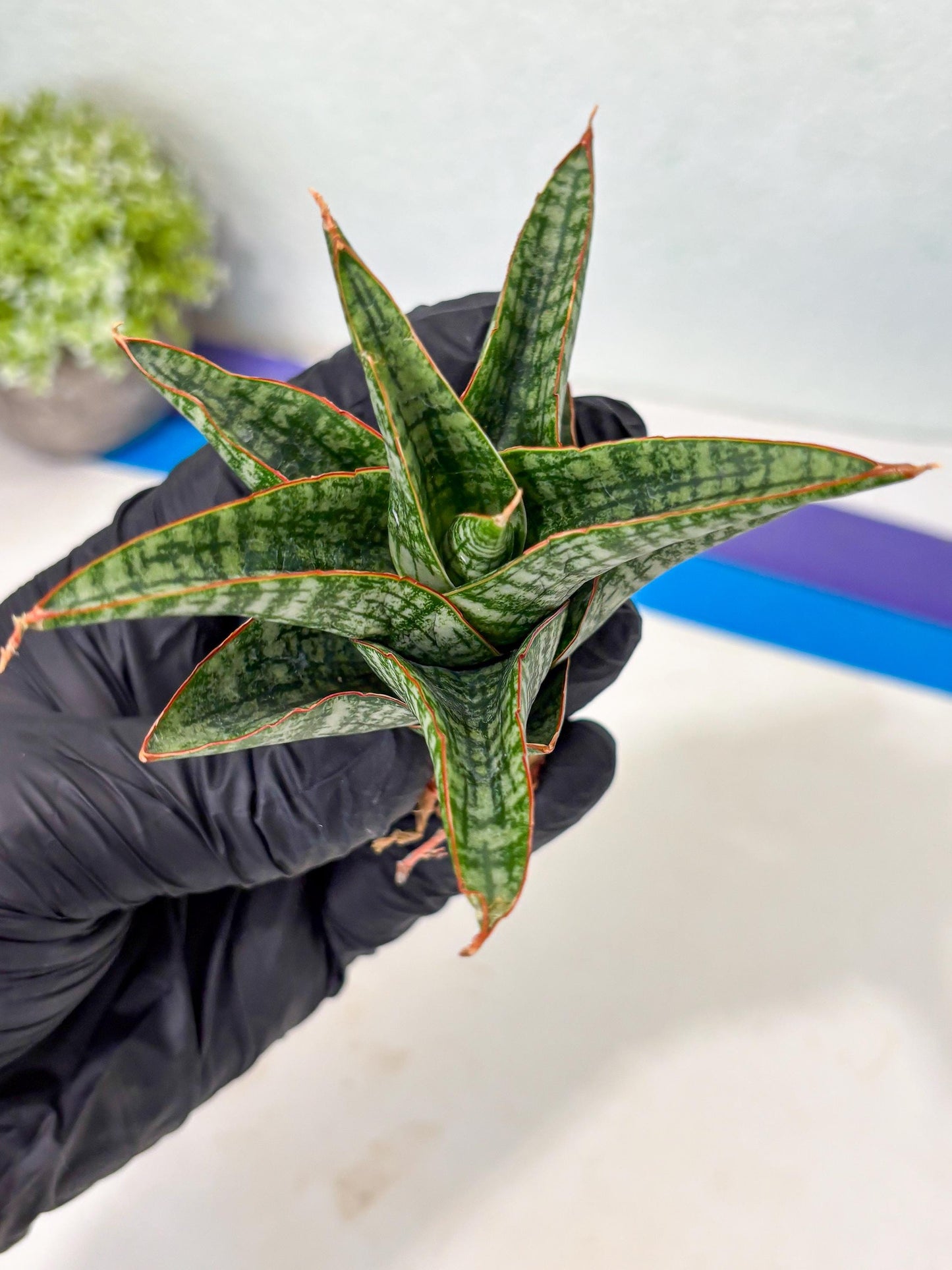 Sansevieria Samosir (Ha5) (9) | Rare Collection
