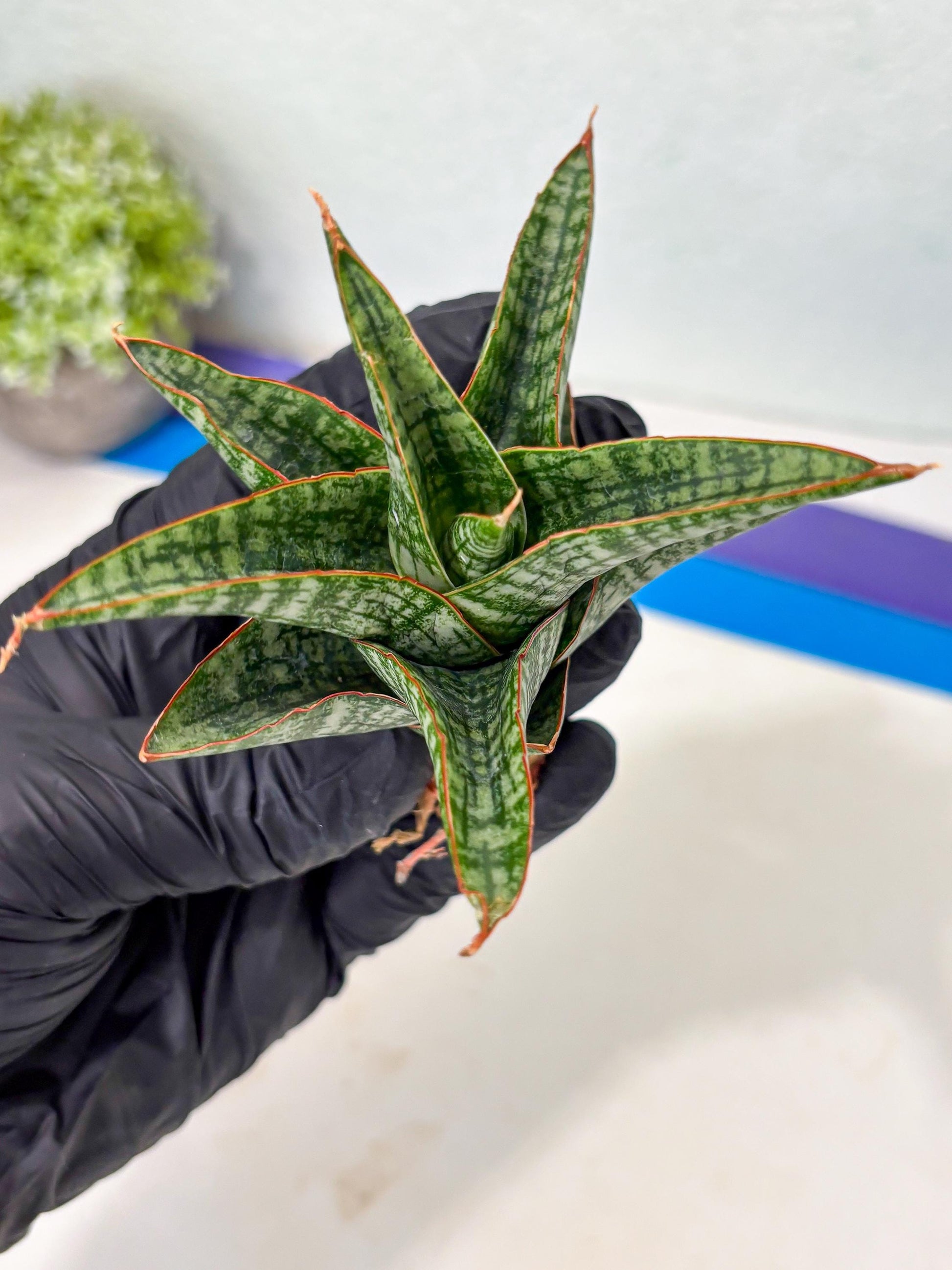 Sansevieria Samosir (Ha5) (9) | Rare Collection