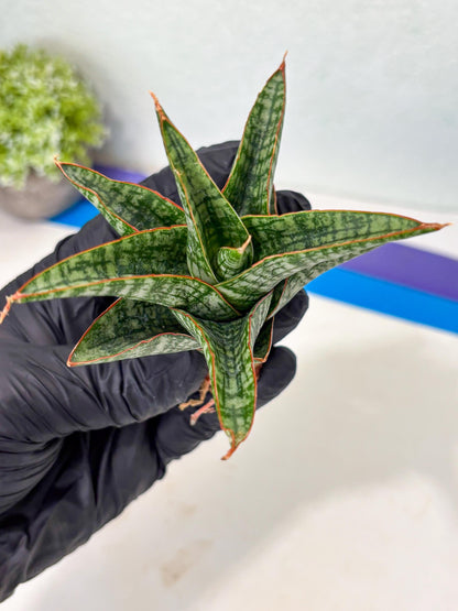 Sansevieria Samosir (Ha5) (9) | Rare Collection