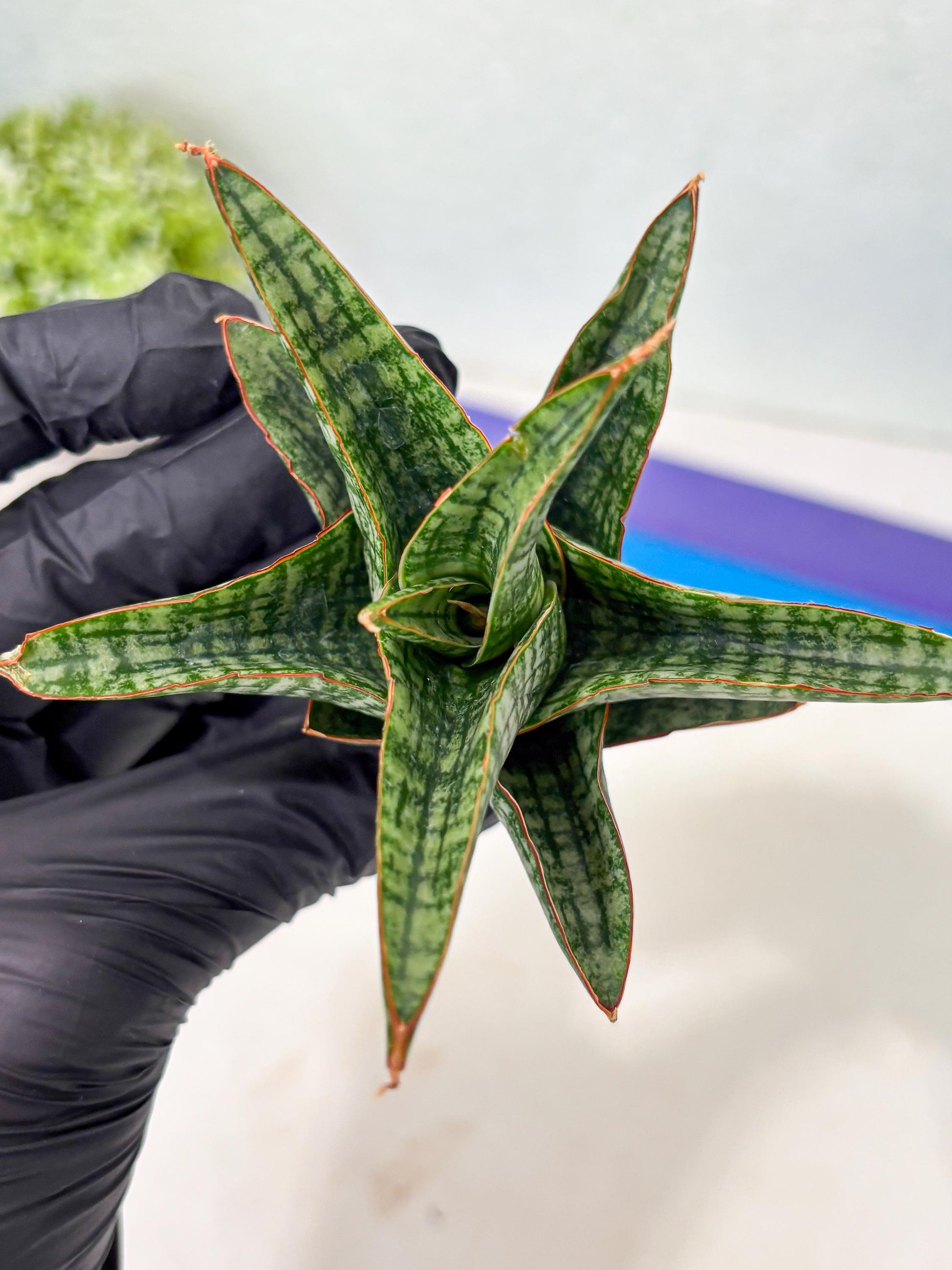 Sansevieria Samosir (Ha5) (9) | Rare Collection