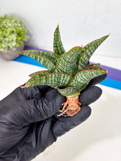 Sansevieria Samosir (Ha5) (9) | Rare Collection