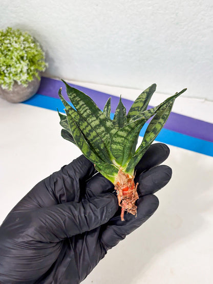 Sansevieria Spyder Crested (Ha5) (10) | Rare Collection