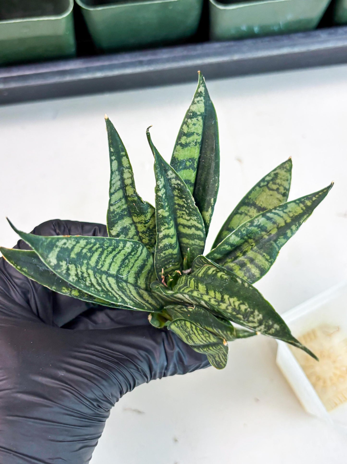 Sansevieria Spyder Crested (Ha5) (10) | Rare Collection