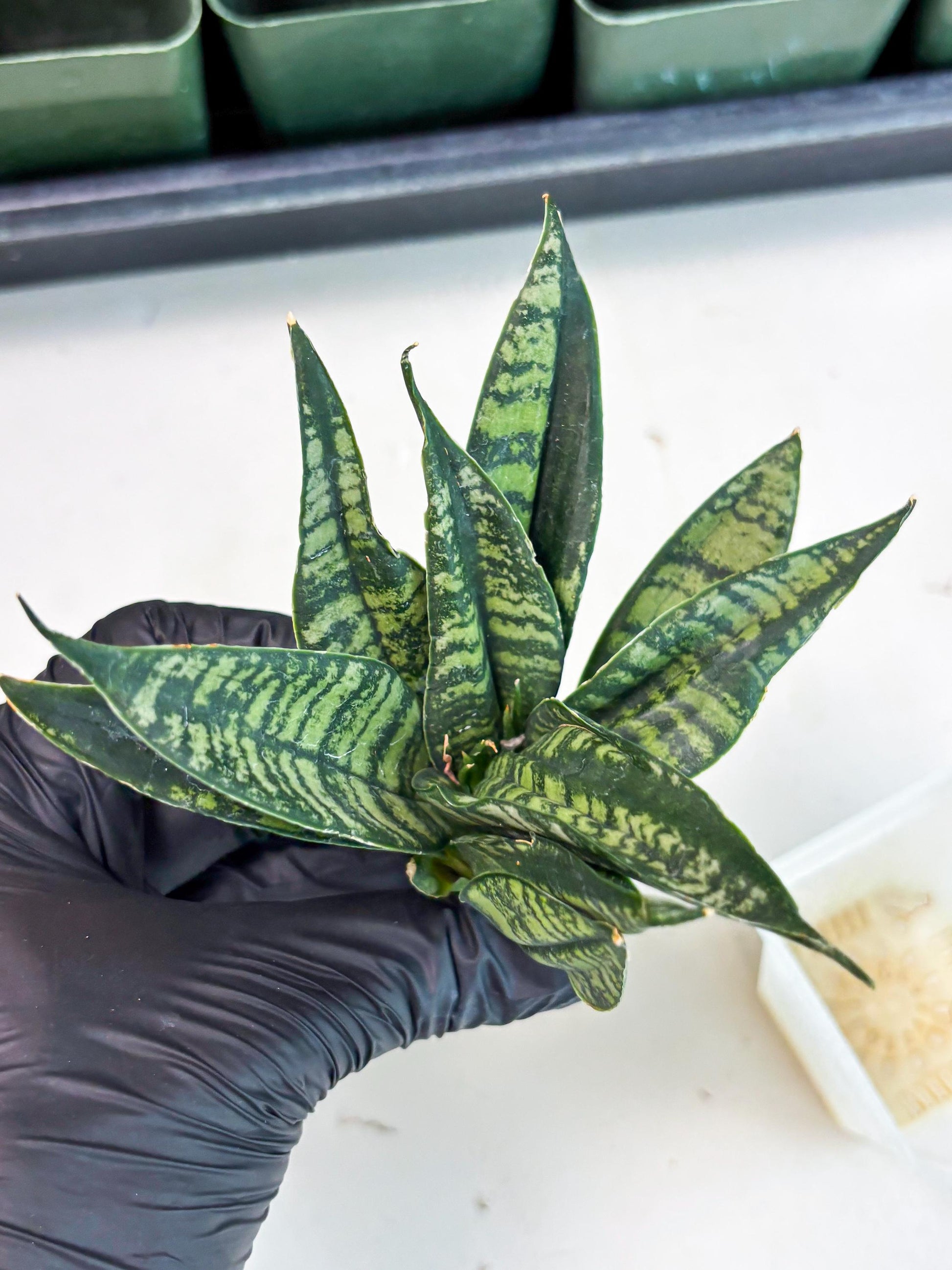 Sansevieria Spyder Crested (Ha5) (10) | Rare Collection