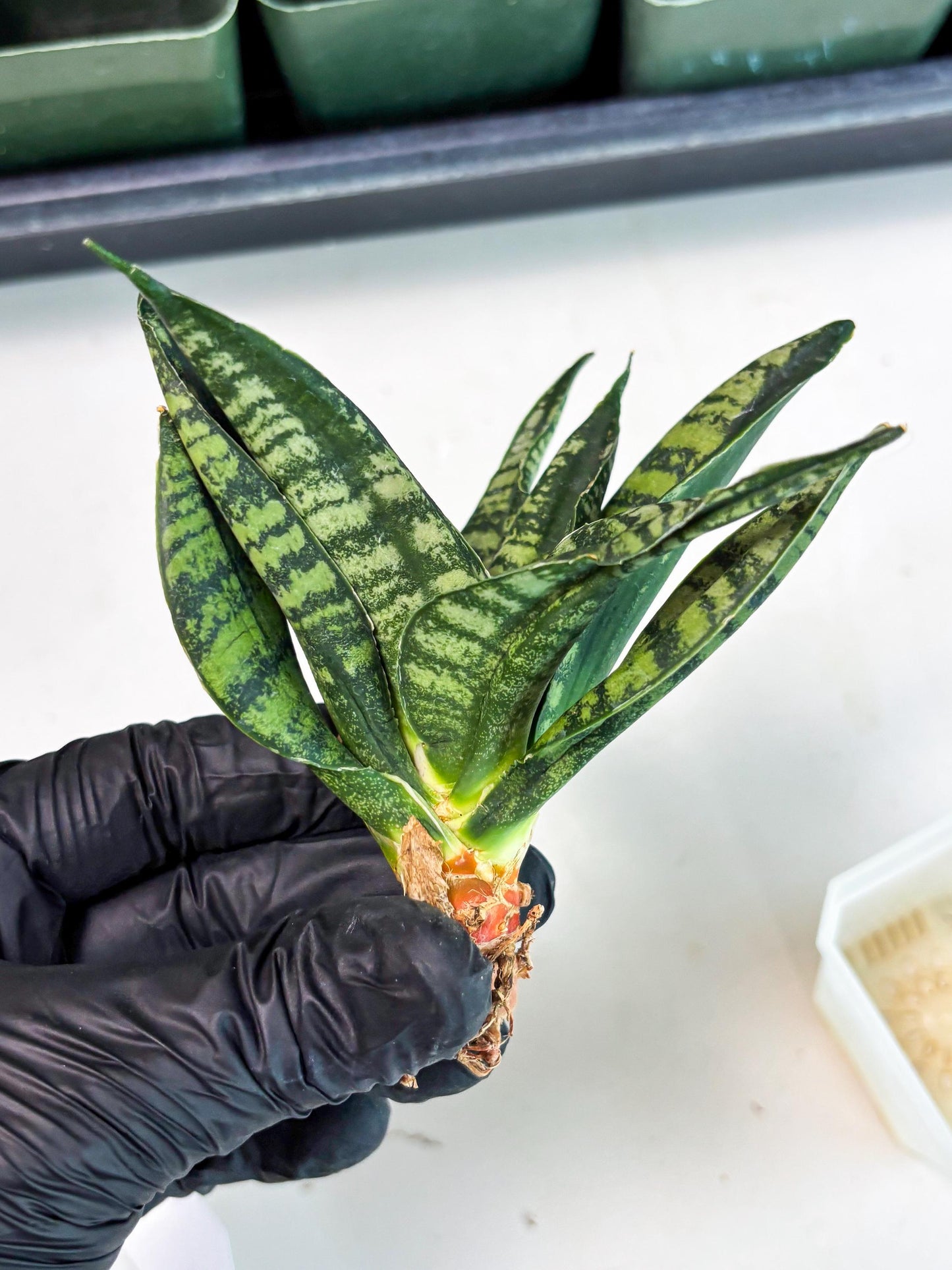 Sansevieria Spyder Crested (Ha5) (10) | Rare Collection