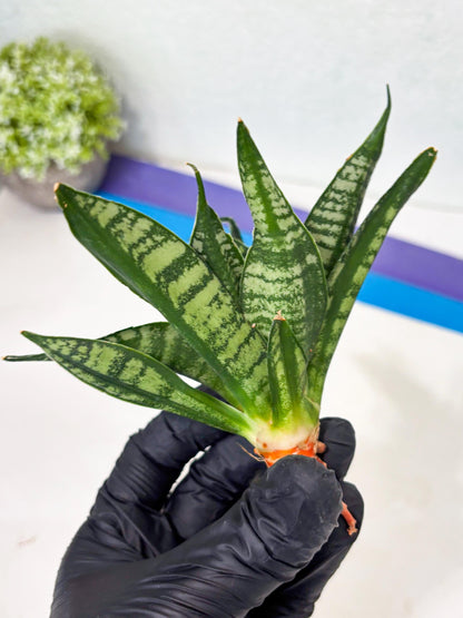 Sansevieria Spyder Crested (Ha5) (10) | Rare Collection