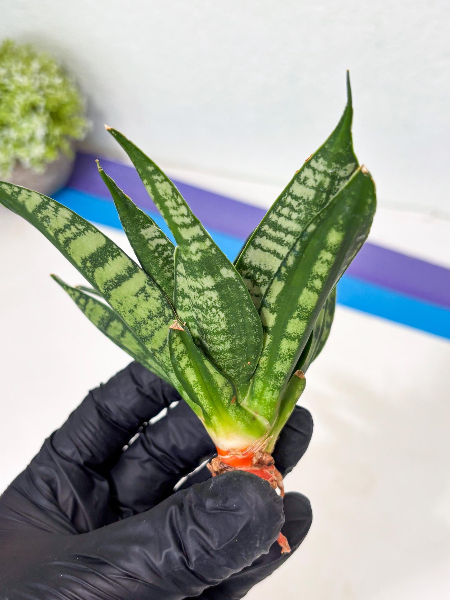 Sansevieria Spyder Crested (Ha5) (10) | Rare Collection