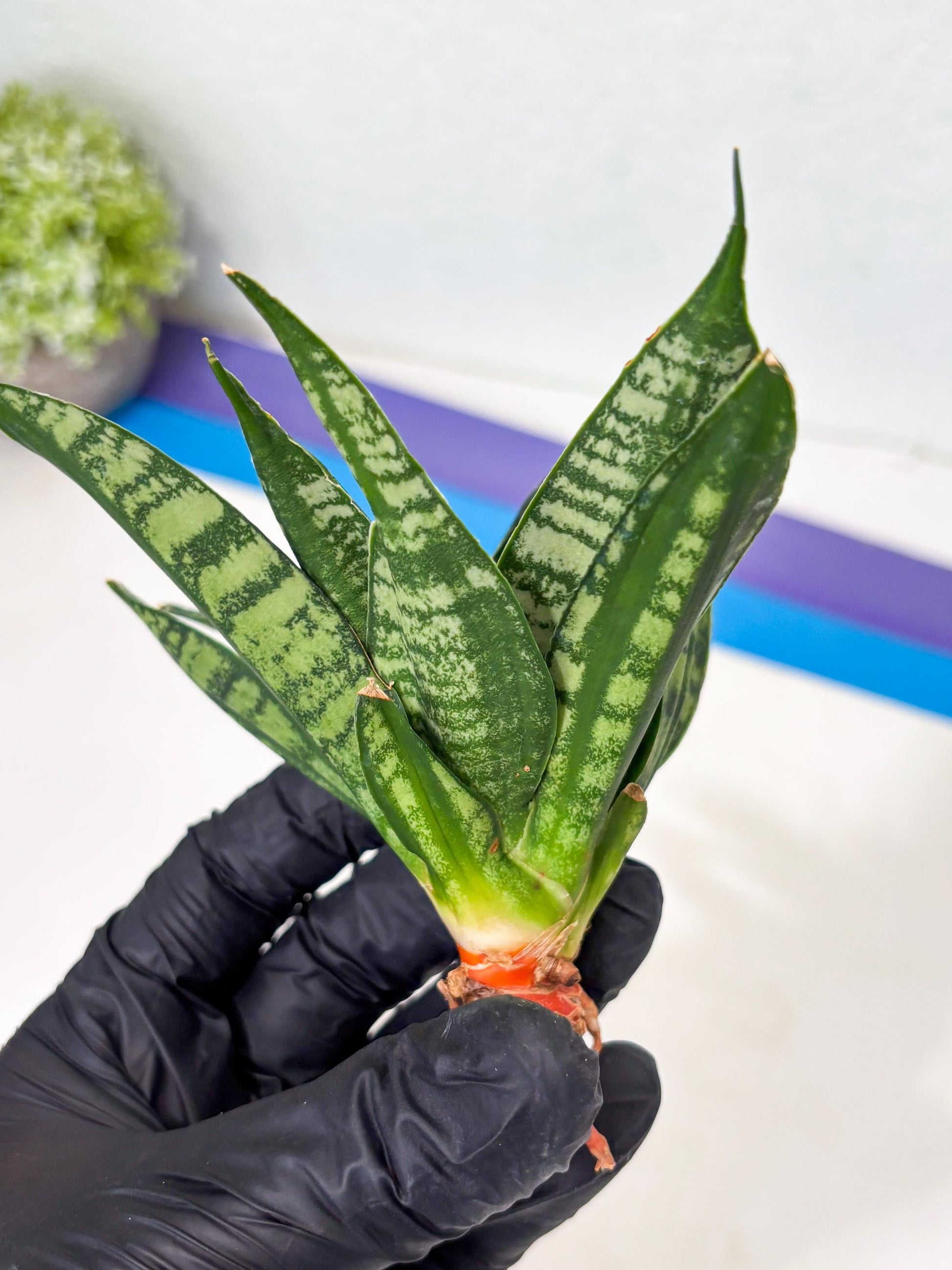 Sansevieria Spyder Crested (Ha5) (10) | Rare Collection