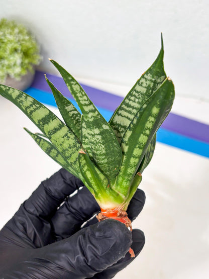Sansevieria Spyder Crested (Ha5) (10) | Rare Collection