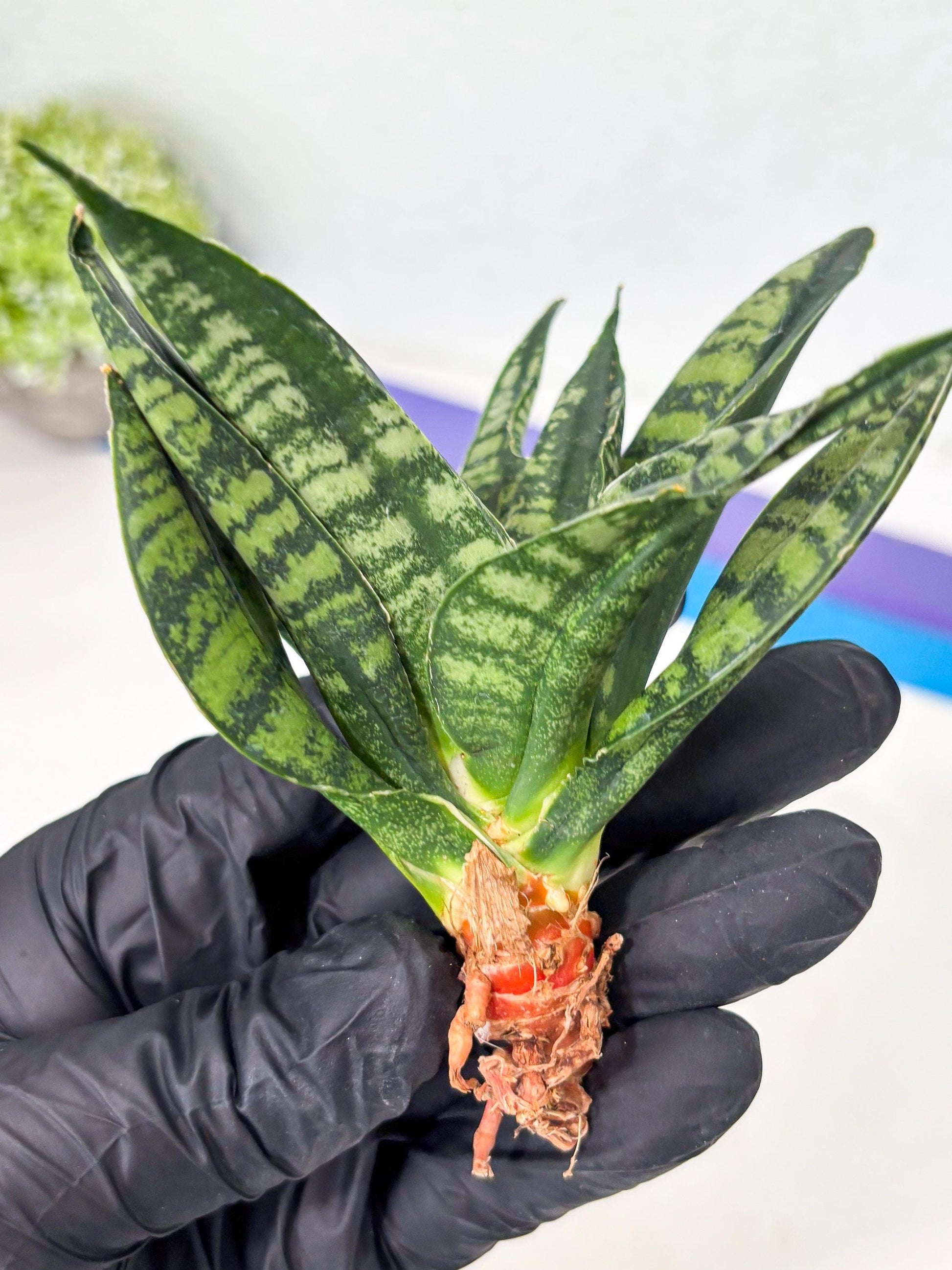 Sansevieria Spyder Crested (Ha5) (10) | Rare Collection