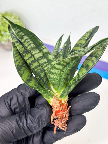 Sansevieria Spyder Crested (Ha5) (10) | Rare Collection