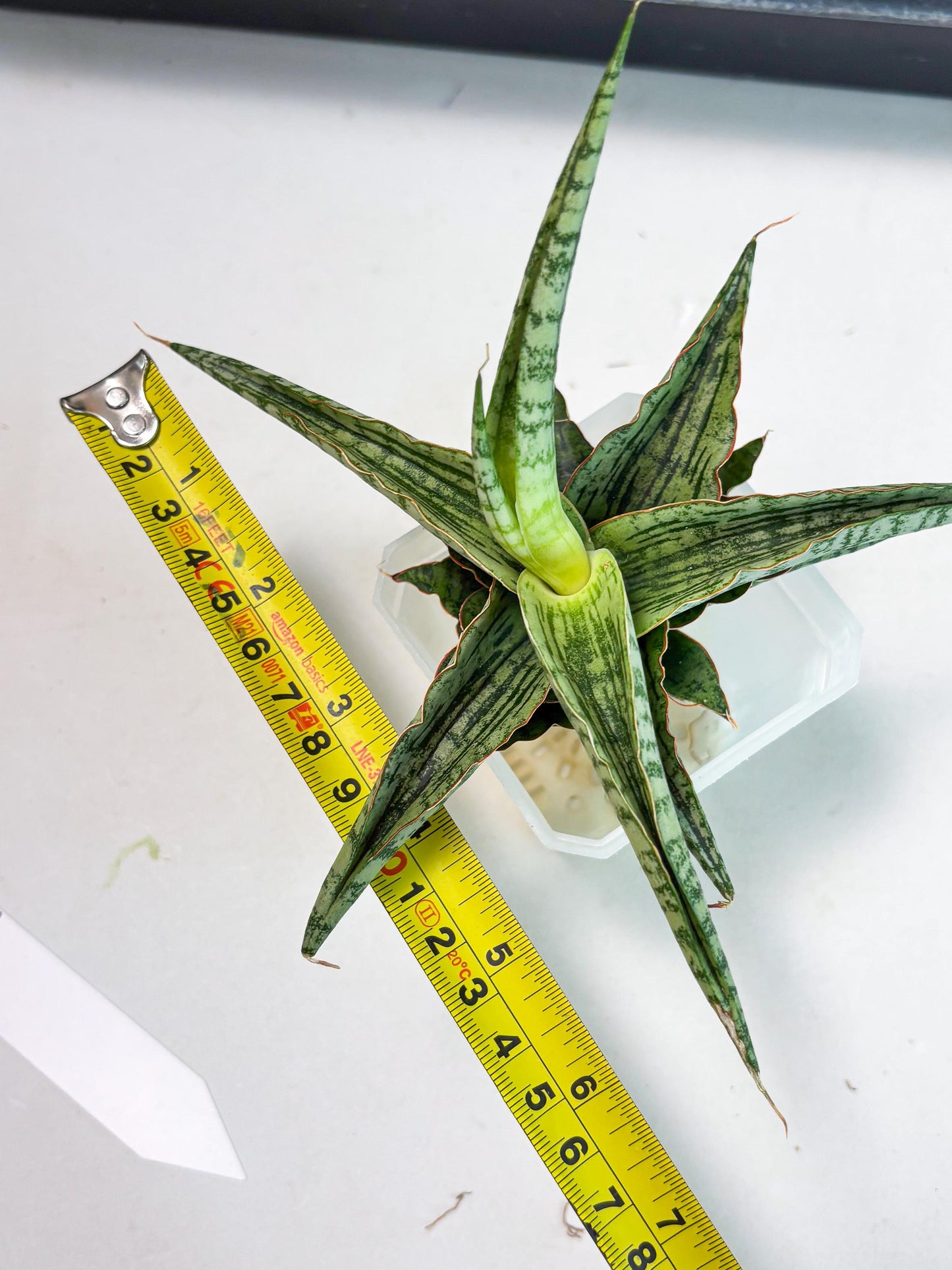Sansevieria Nalika x Lawang (Ha5) (12) | Rare Collection