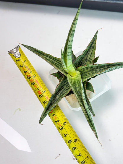 Sansevieria Nalika x Lawang (Ha5) (12) | Rare Collection
