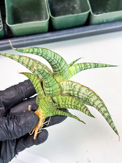 Sansevieria Nalika x Lawang (Ha5) (12) | Rare Collection
