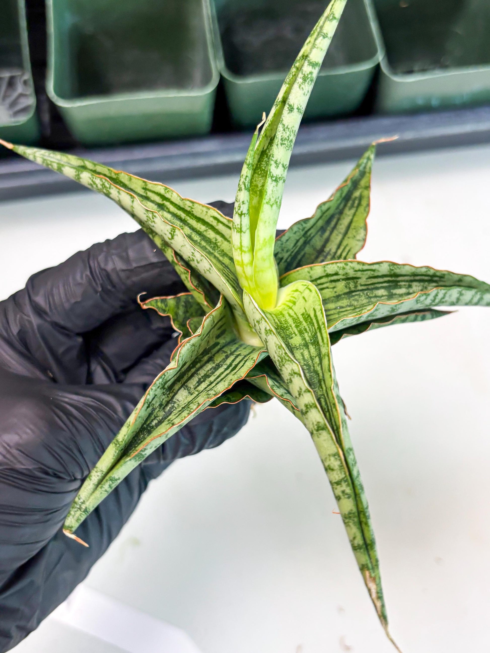 Sansevieria Nalika x Lawang (Ha5) (12) | Rare Collection