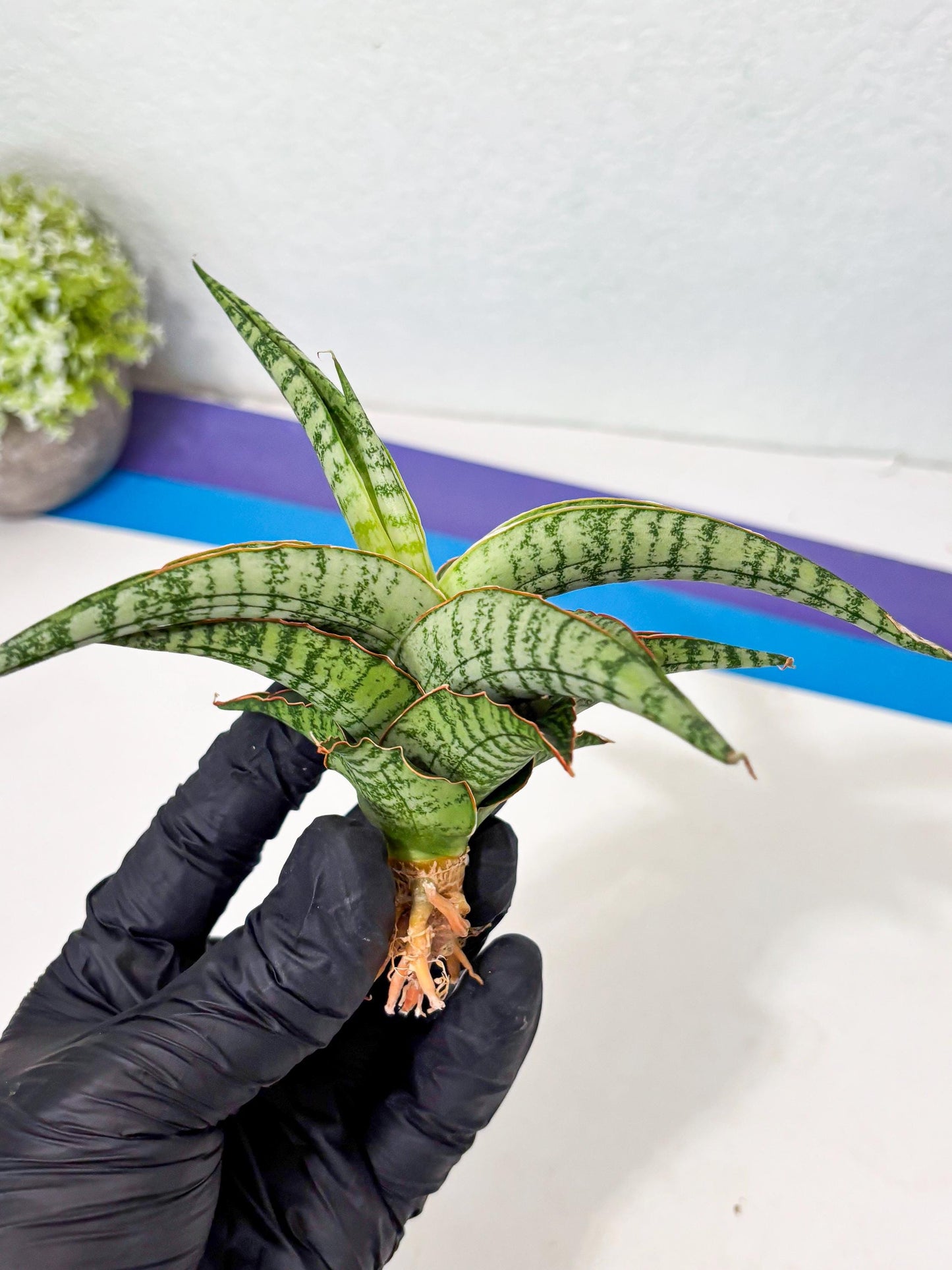 Sansevieria Nalika x Lawang (Ha5) (12) | Rare Collection