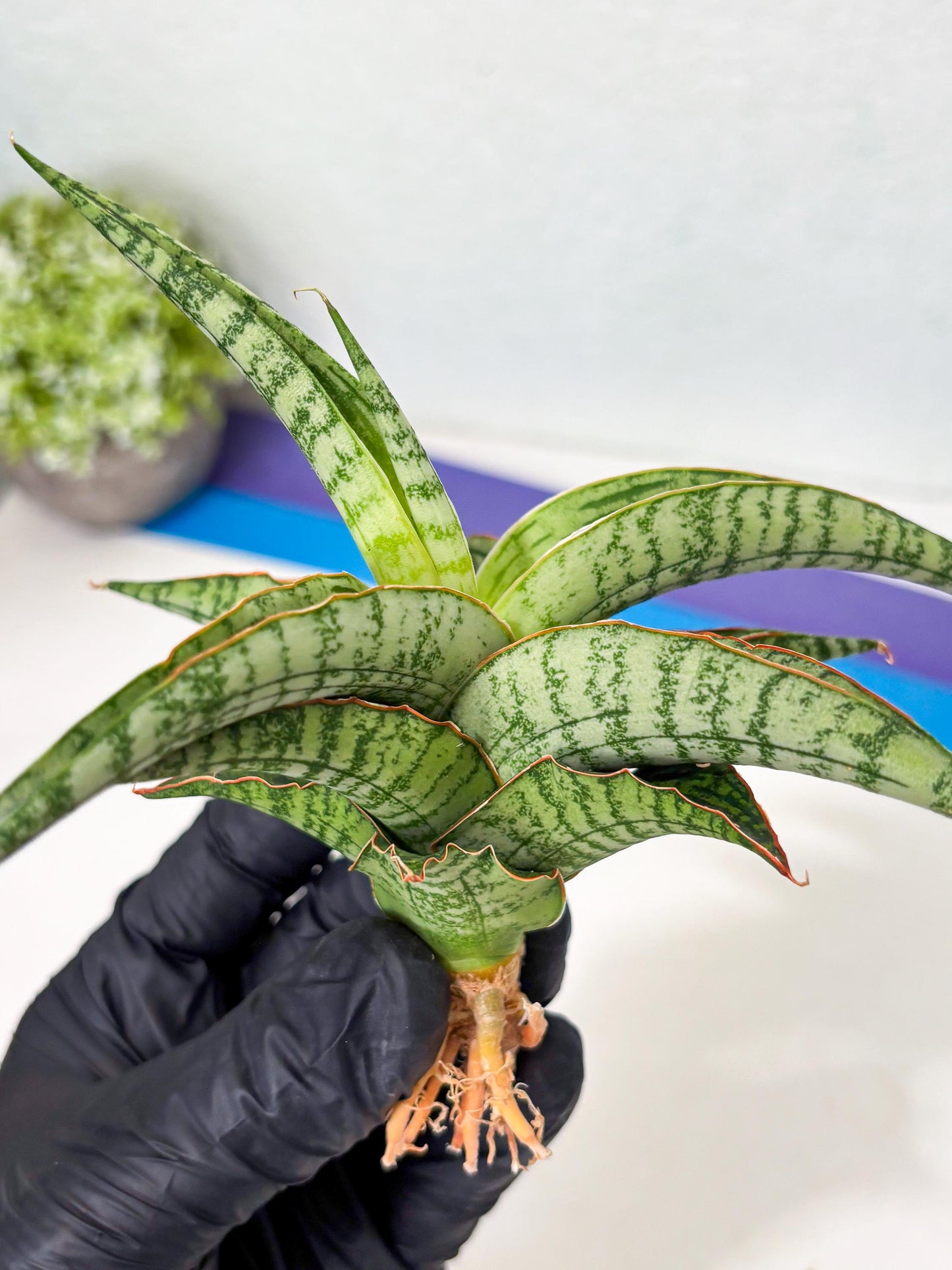 Sansevieria Nalika x Lawang (Ha5) (12) | Rare Collection