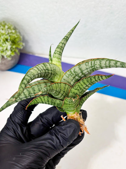 Sansevieria Nalika x Lawang (Ha5) (12) | Rare Collection