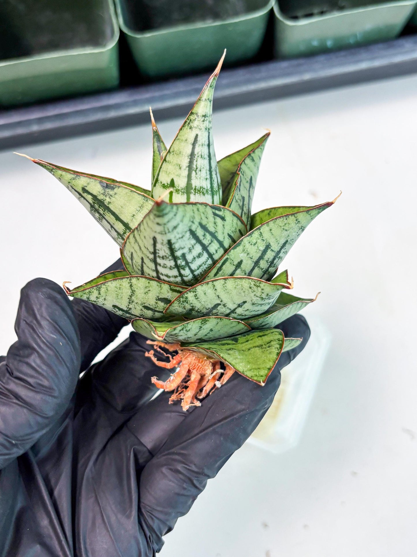 Sansevieria Kaisar (Ha5) (14) | Rare Collection
