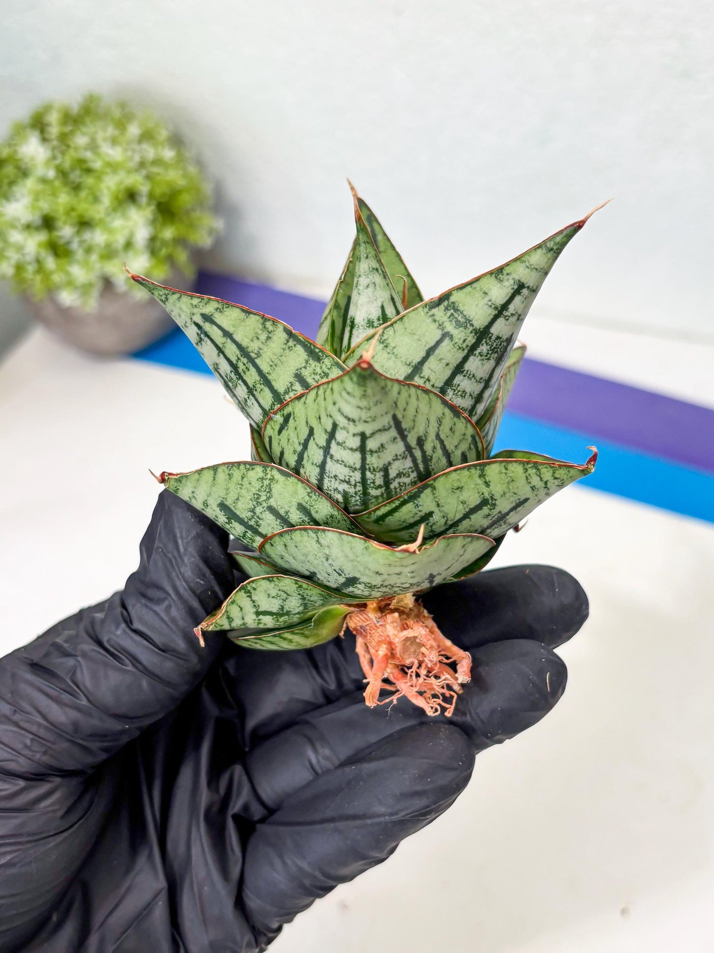 Sansevieria Kaisar (Ha5) (14) | Rare Collection