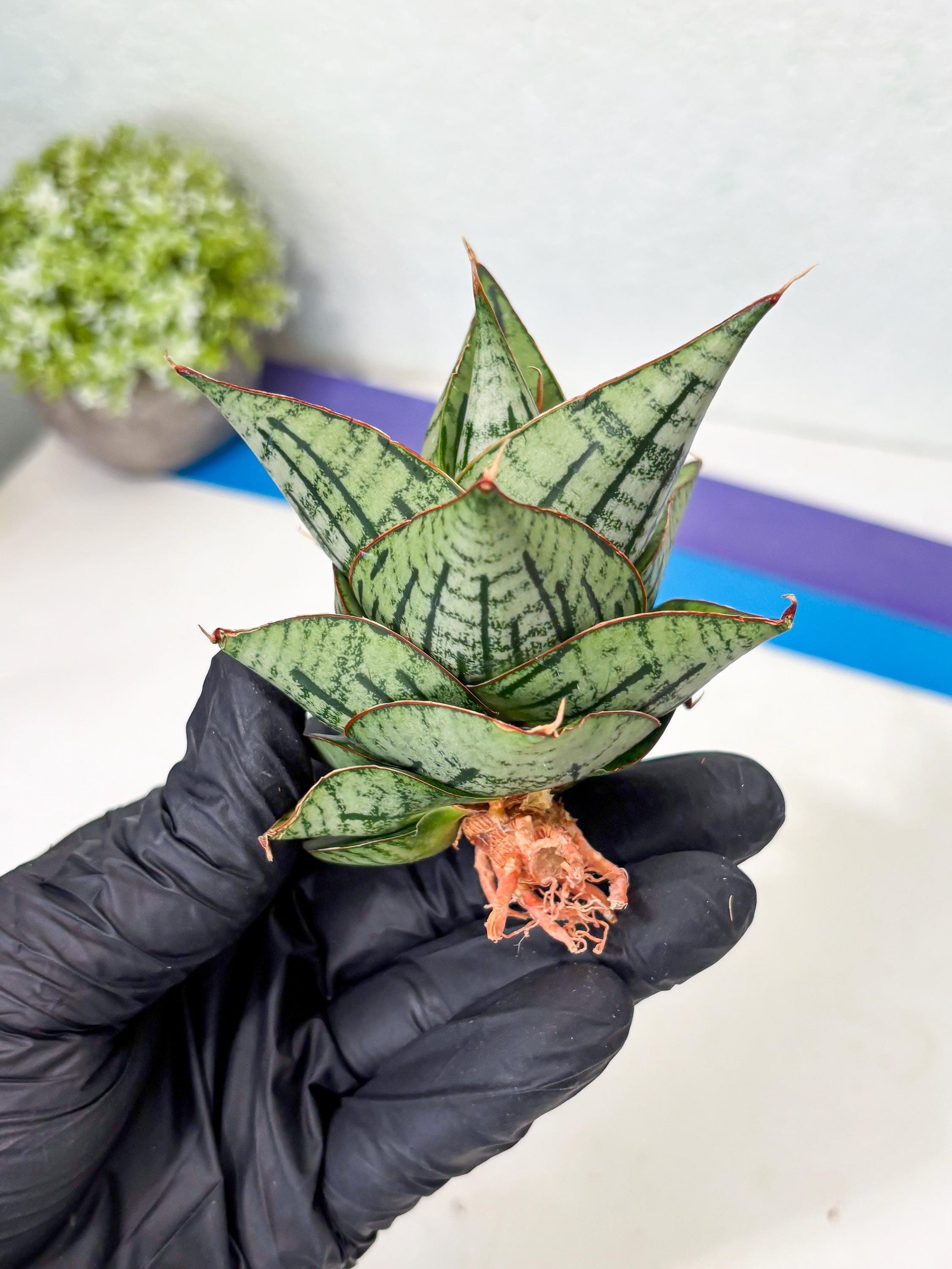 Sansevieria Kaisar (Ha5) (14) | Rare Collection