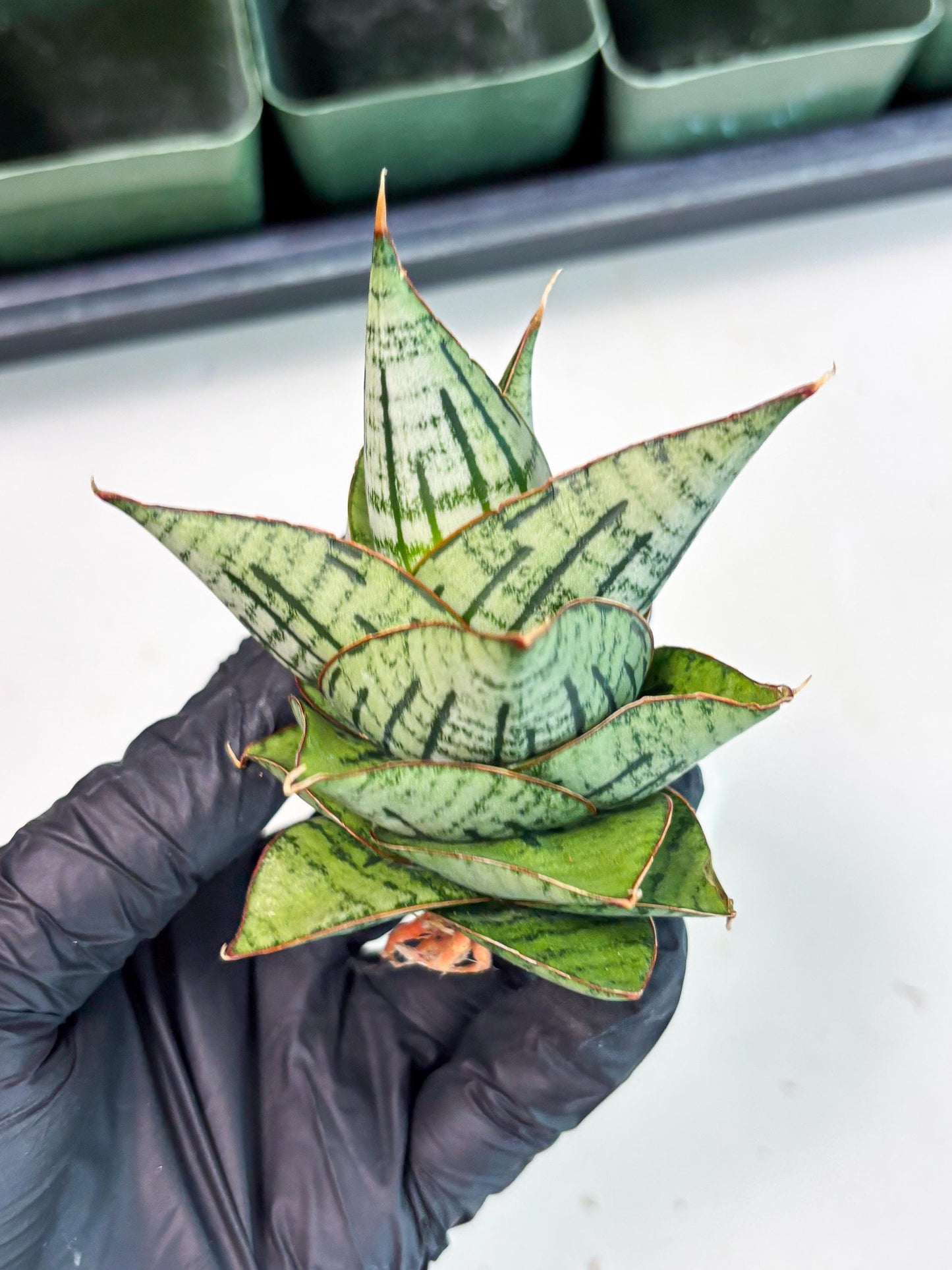 Sansevieria Kaisar (Ha5) (14) | Rare Collection