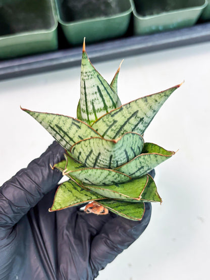 Sansevieria Kaisar (Ha5) (14) | Rare Collection