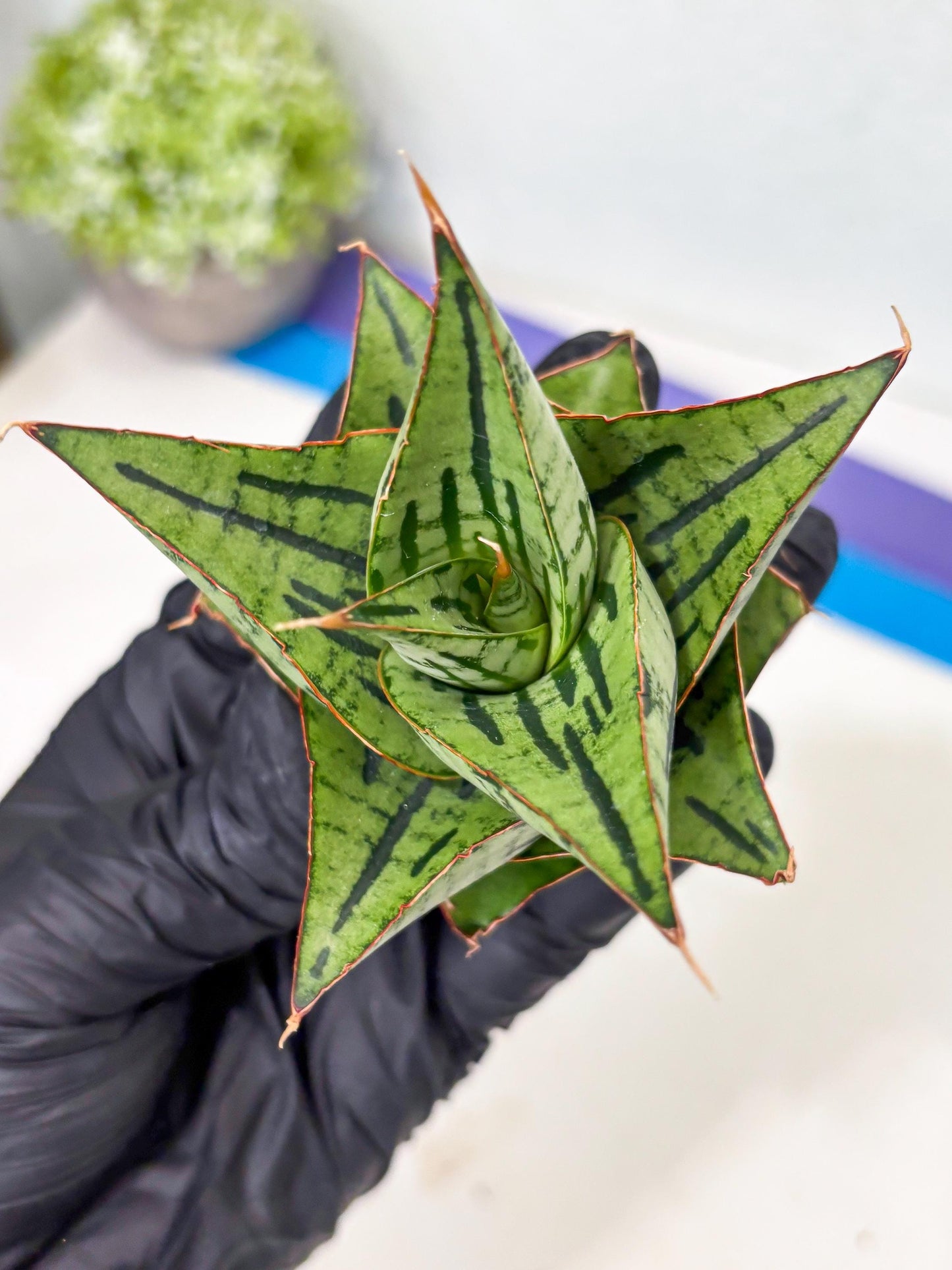 Sansevieria Kaisar (Ha5) (14) | Rare Collection