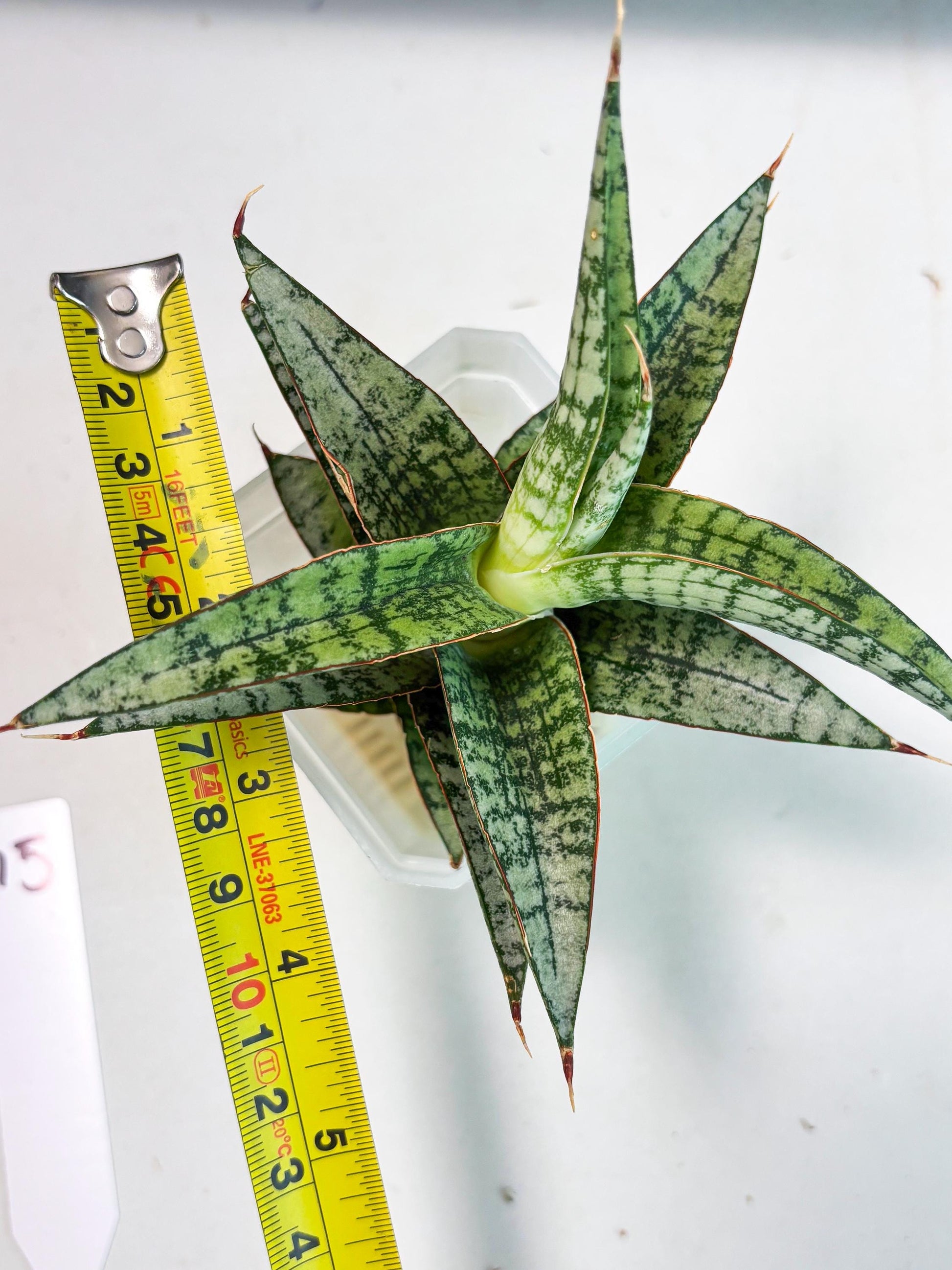 Sansevieria Desi (Ha5) (15) | Rare Collection