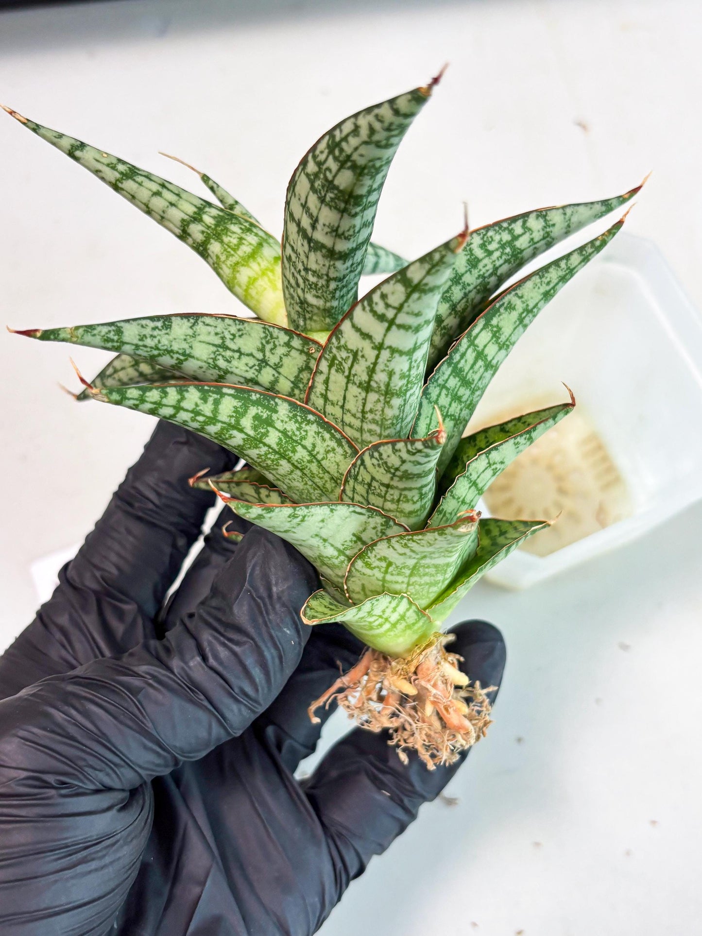 Sansevieria Desi (Ha5) (15) | Rare Collection