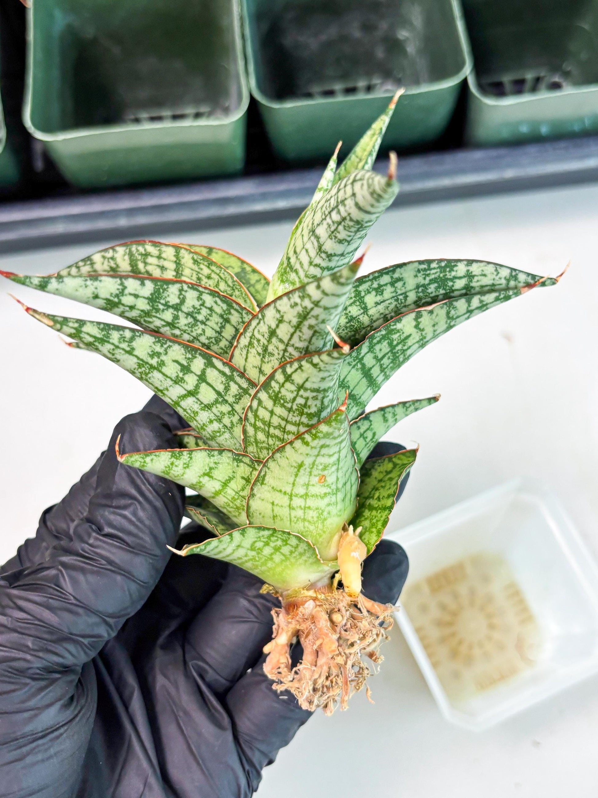 Sansevieria Desi (Ha5) (15) | Rare Collection