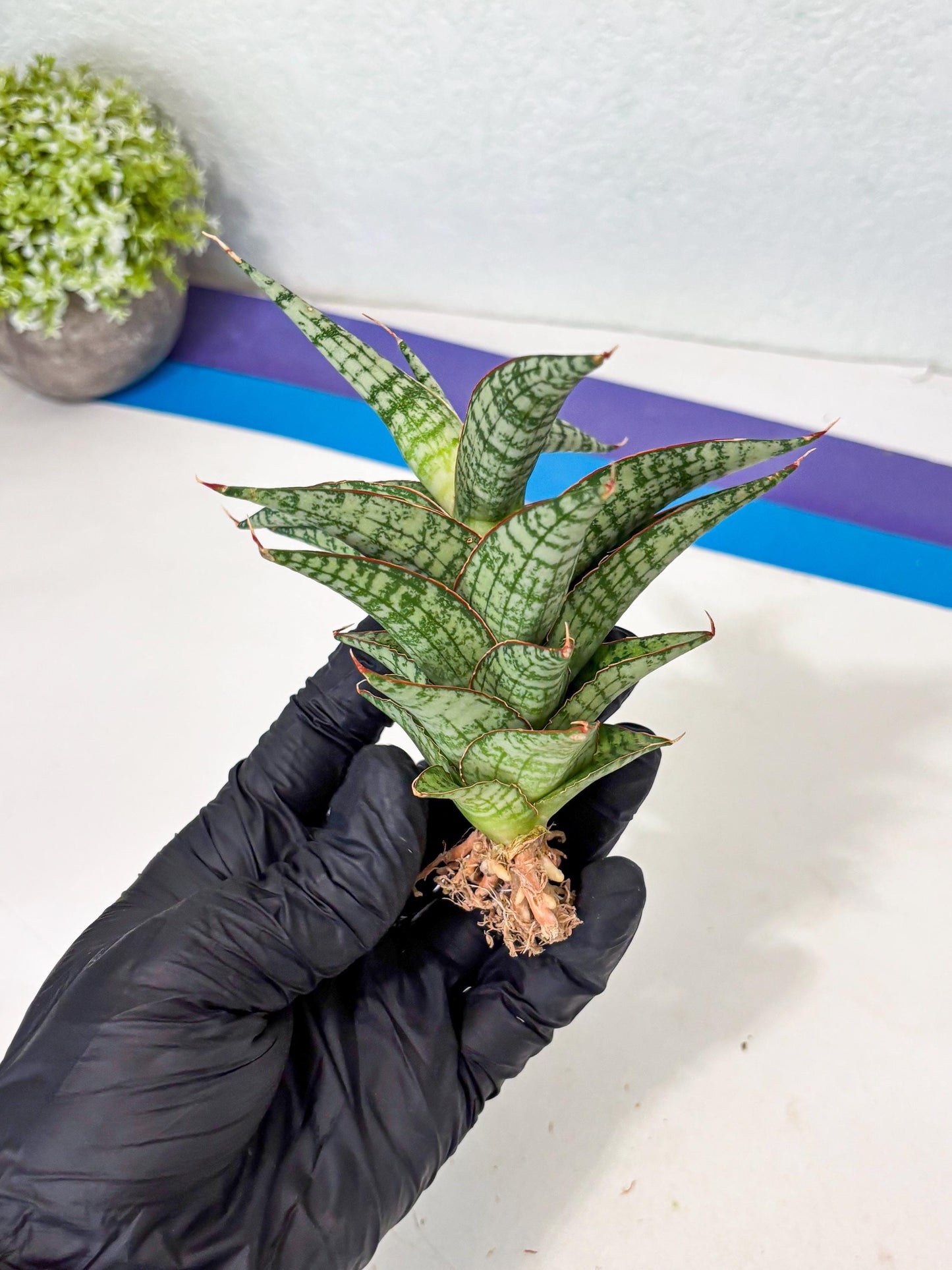 Sansevieria Desi (Ha5) (15) | Rare Collection