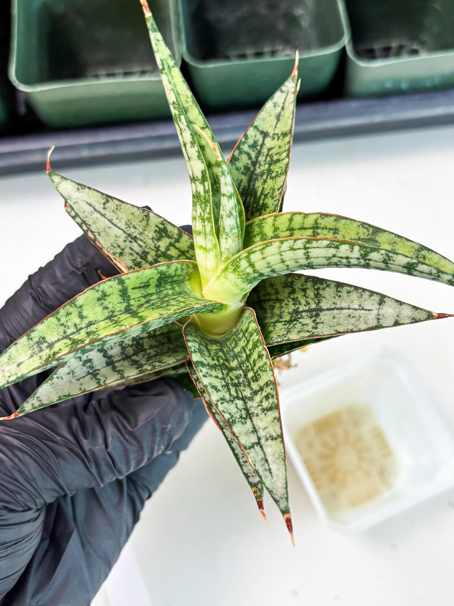 Sansevieria Desi (Ha5) (15) | Rare Collection