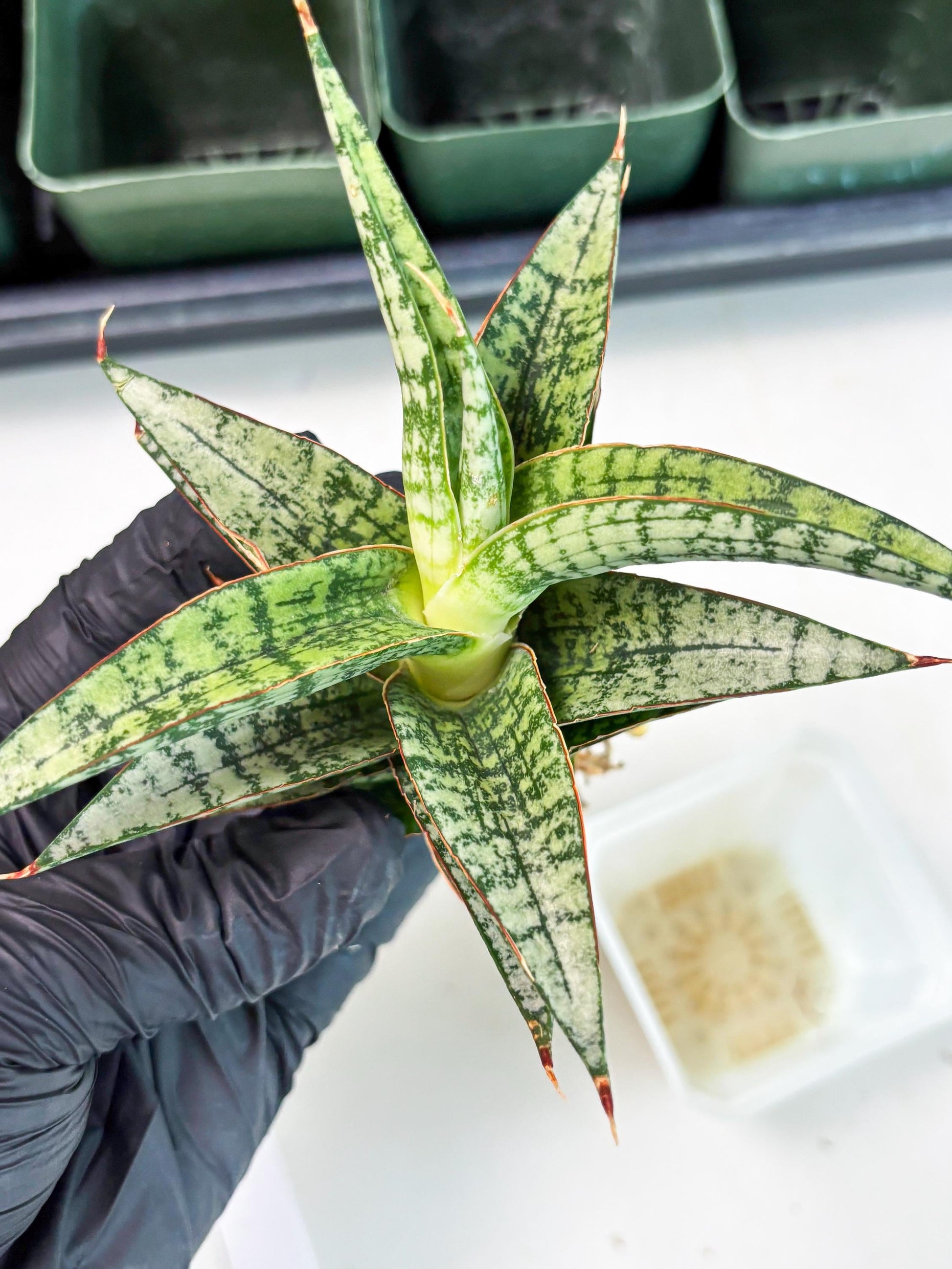 Sansevieria Desi (Ha5) (15) | Rare Collection