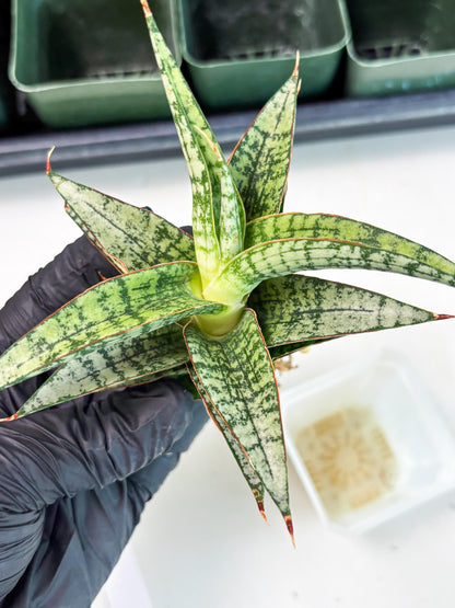 Sansevieria Desi (Ha5) (15) | Rare Collection