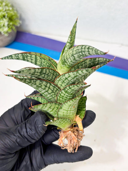 Sansevieria Desi (Ha5) (15) | Rare Collection