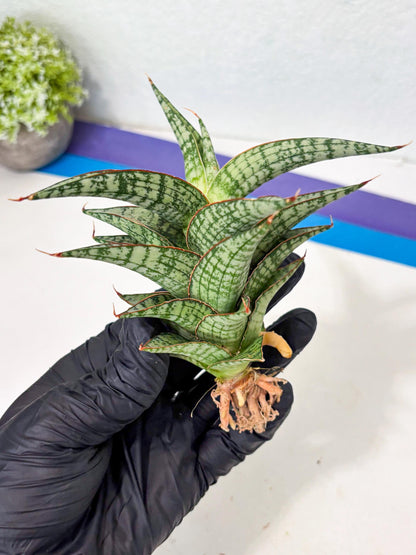 Sansevieria Desi (Ha5) (15) | Rare Collection