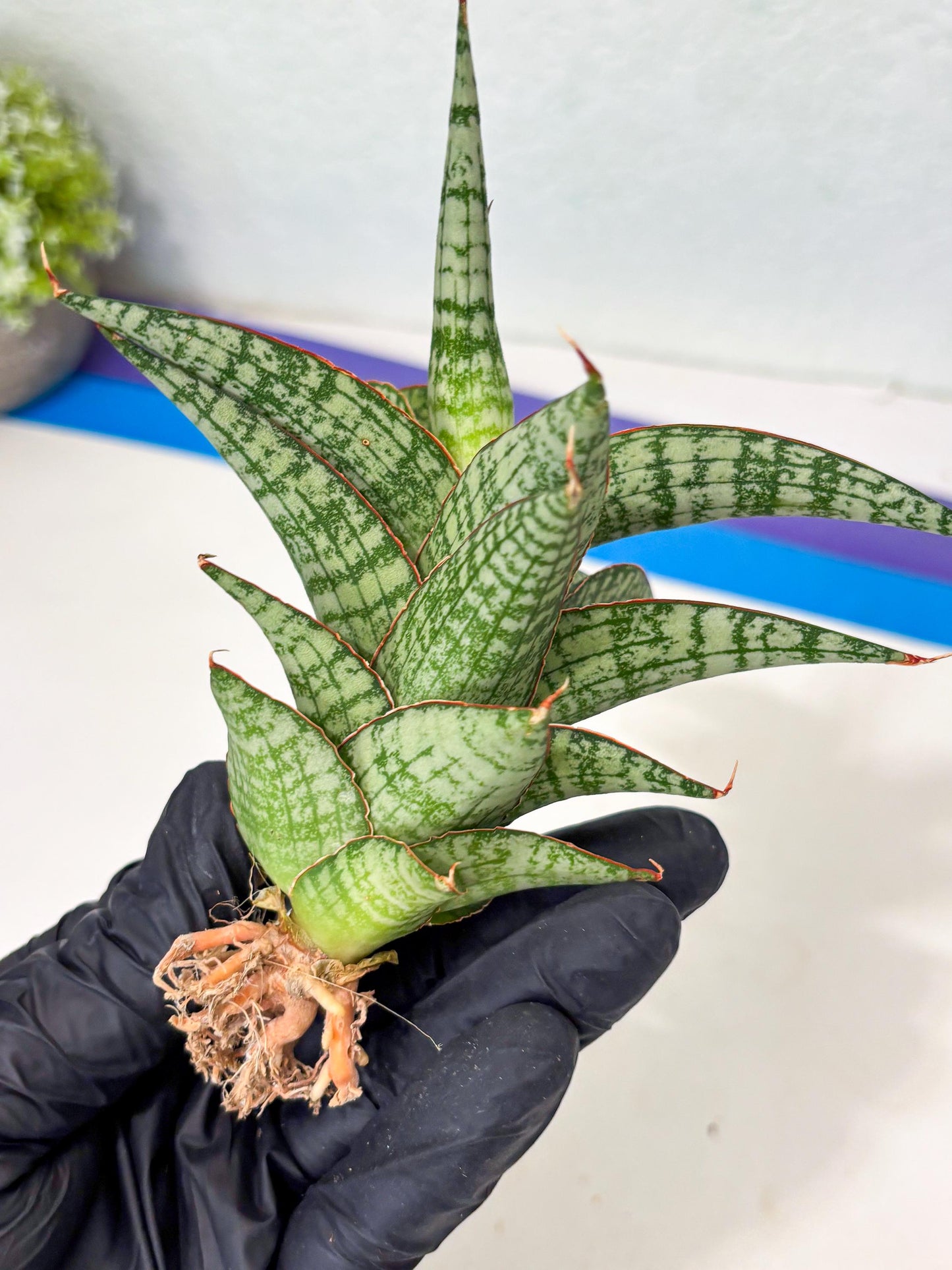 Sansevieria Desi (Ha5) (15) | Rare Collection