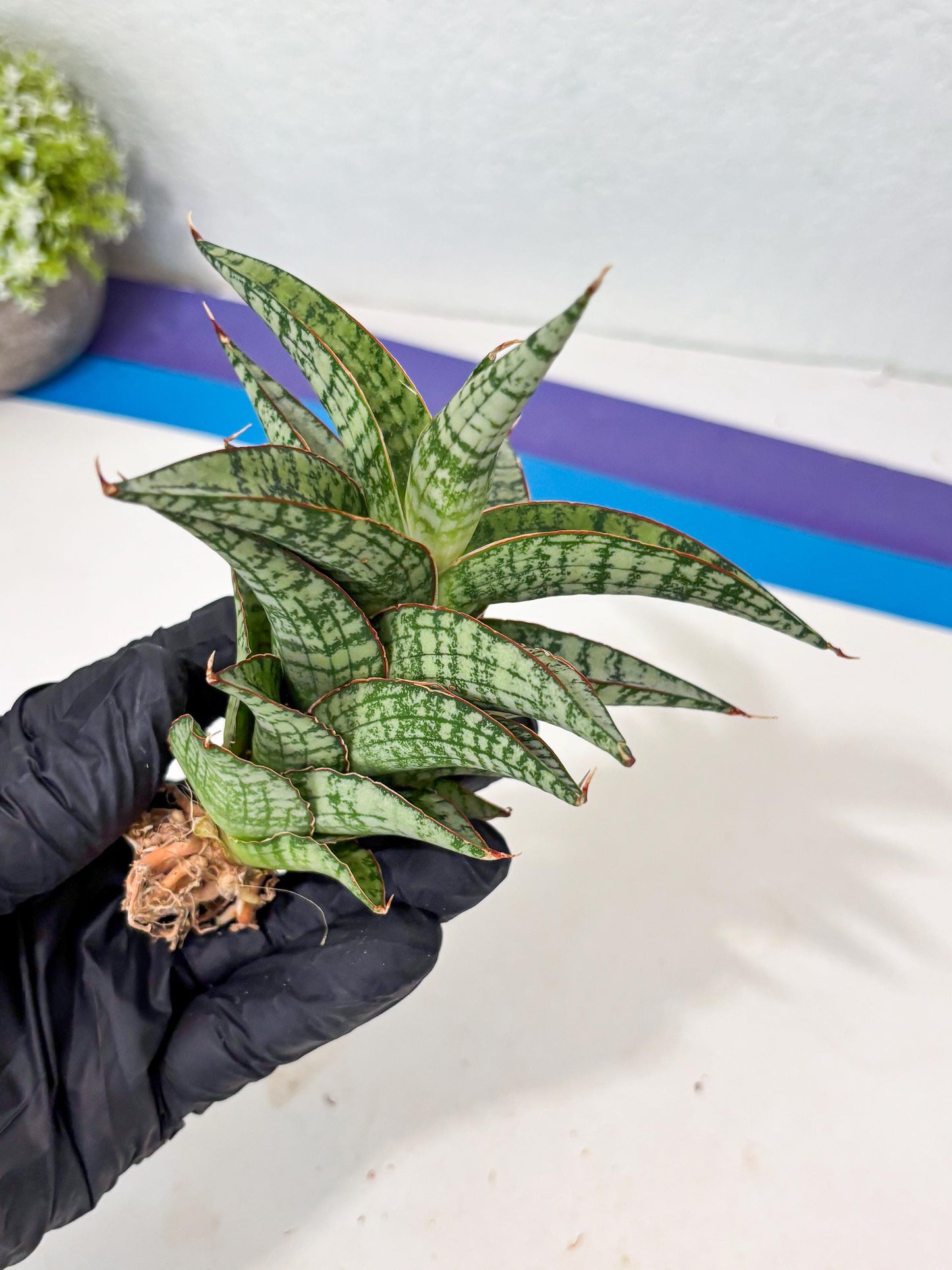 Sansevieria Desi (Ha5) (15) | Rare Collection