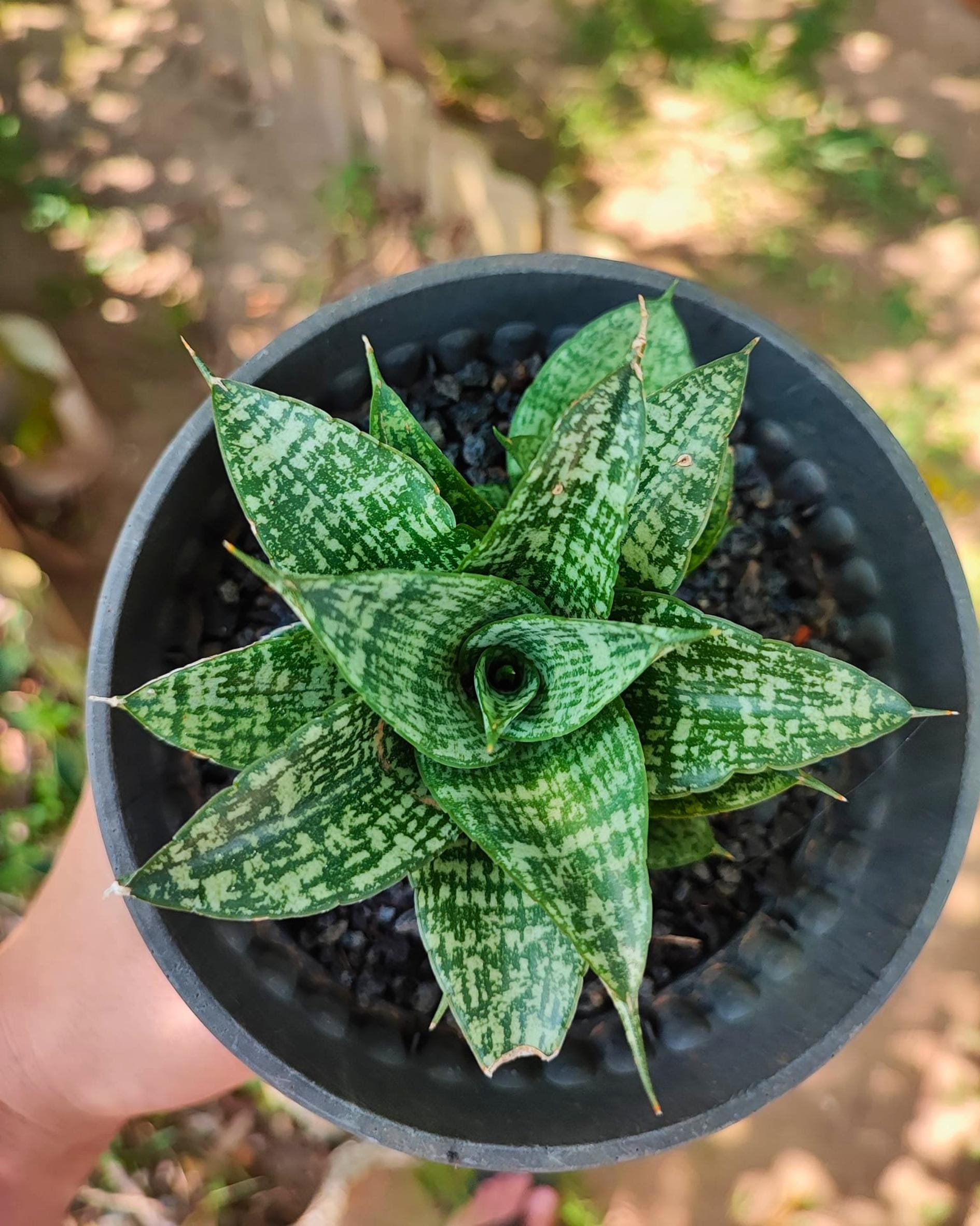 Sansevieria Mosar (Ha1) (12) | Imported hybrids