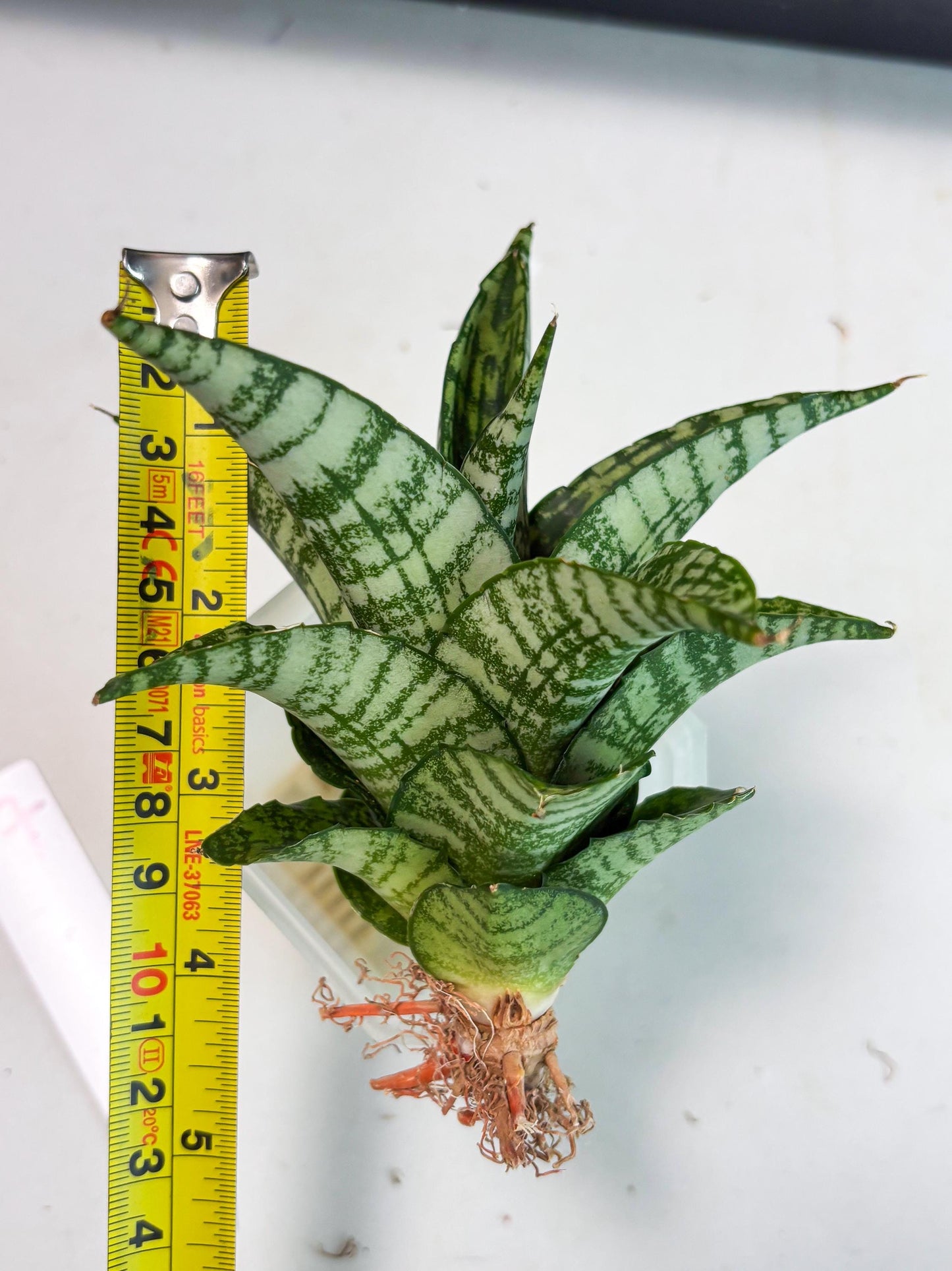 Sansevieria Mosar (Ha5) (17) | Rare Collection