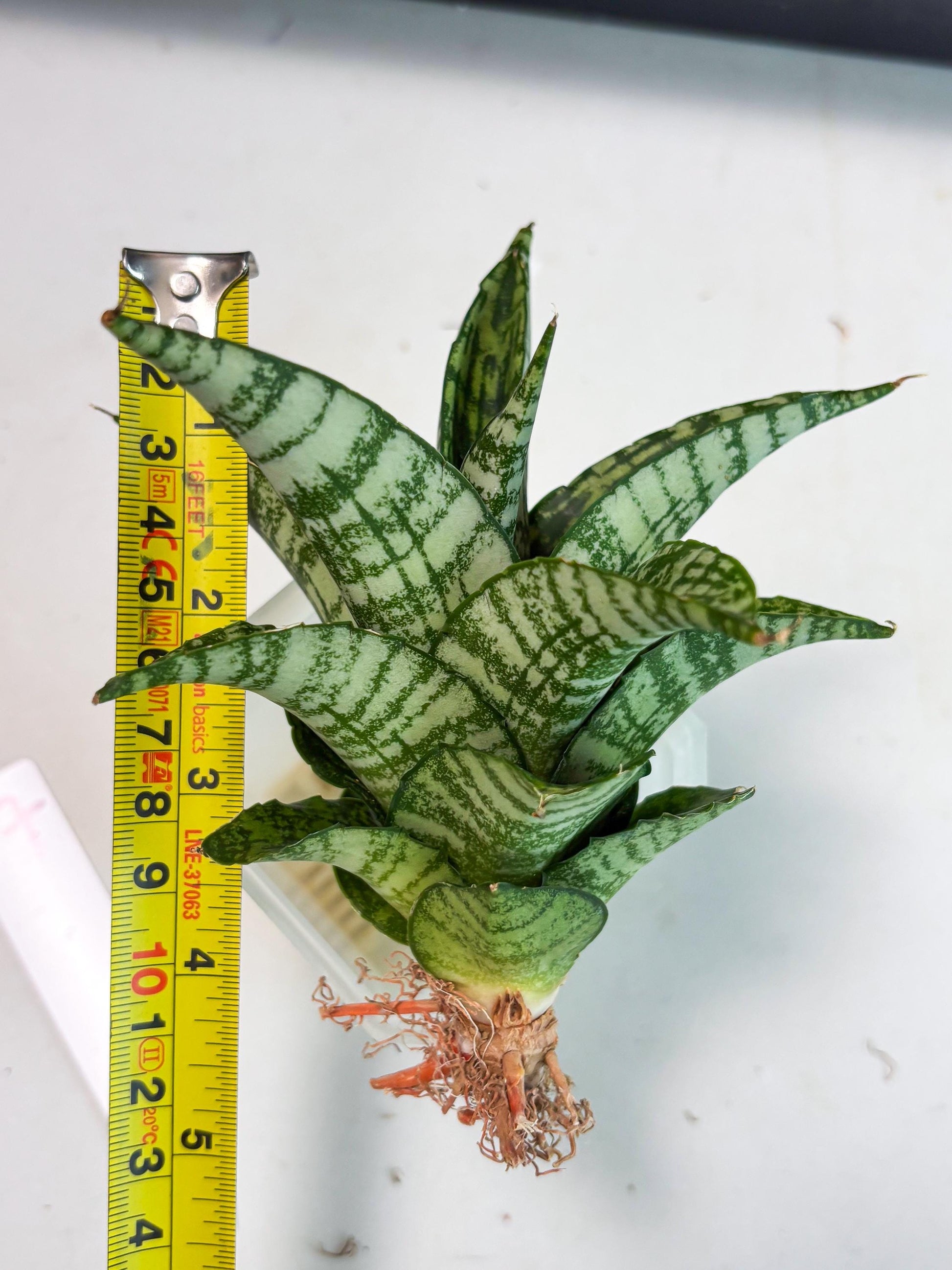 Sansevieria Mosar (Ha5) (17) | Rare Collection