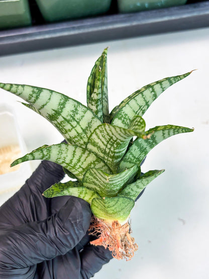 Sansevieria Mosar (Ha5) (17) | Rare Collection
