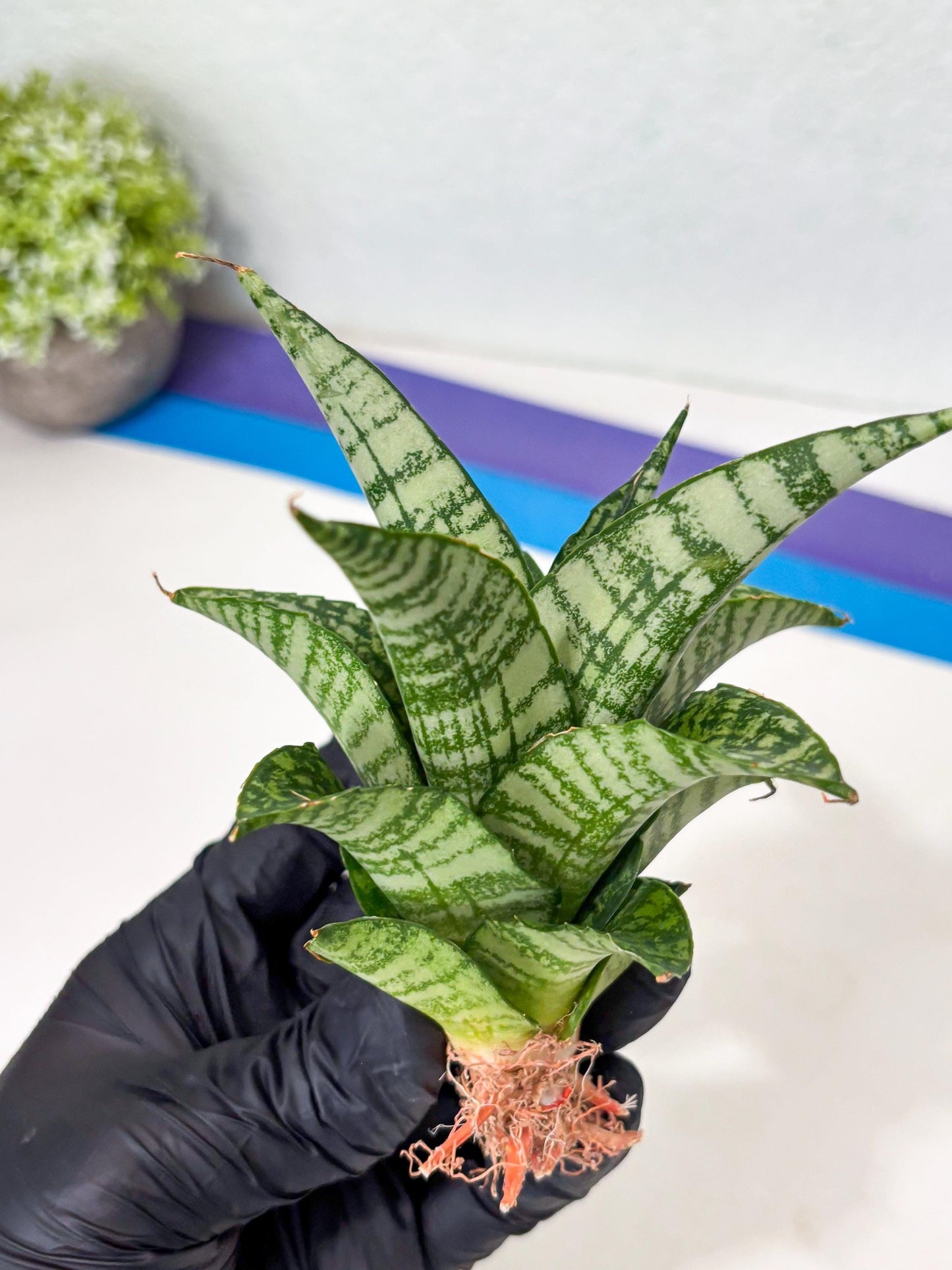 Sansevieria Mosar (Ha5) (17) | Rare Collection