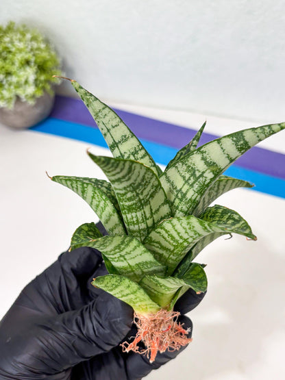 Sansevieria Mosar (Ha5) (17) | Rare Collection